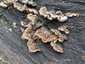 Szalagos fülgomba (Auricularia mesenterica), Budai-hegység